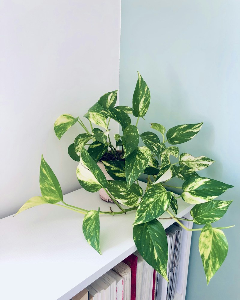 A golden pothos trailing over a bookshelf